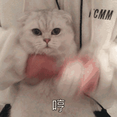 猫咪的报恩将要离世的老猫,为了主人不孤单,从外面带回一只小猫