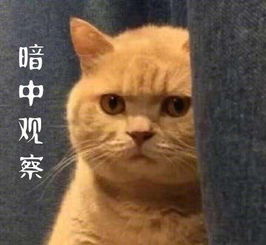 暗中观察什么意思暗中观察表情猫
