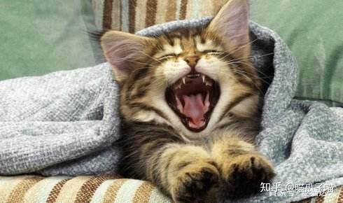 猫咪挠痒痒表情包猫猫