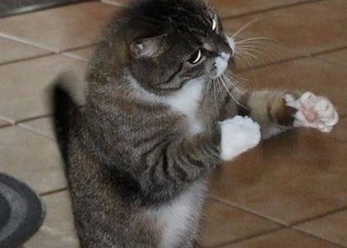 六张搞笑的宠物囧图,猫咱们比划比划我先让你打一拳