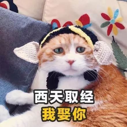 土味情话表情包,拿去撩你的男女神