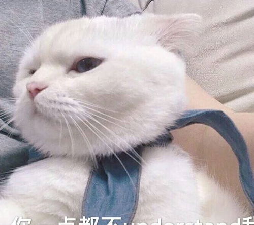 知道猫咪这个弱点,就能让你的猫咪对你百依百顺,收藏备查