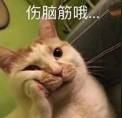 小猫咪能有多粘人歪果网友反正我想自己静静