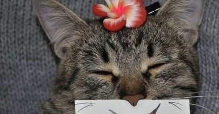 猫咪好奇心与寒冷大对决第一次见到雪的猫咪的超萌表现