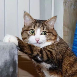 主人把这只残疾猫领回家,养成了ins史上最励志的网红猫