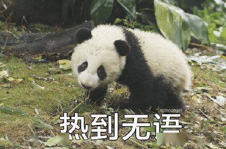 滚滚表情包第四弹表情包届王者,非我莫属