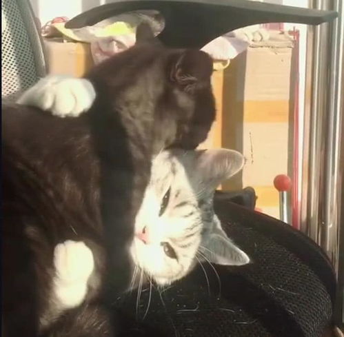 家里两只猫紧紧拥抱互相取暖,另一只单身猫只能独自啃脚