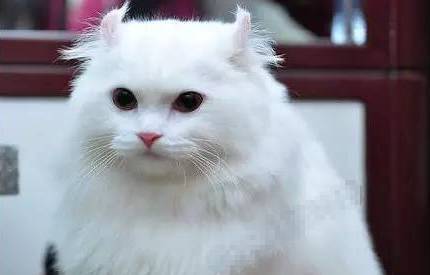 世上最名贵的10种猫,第一名竟然是它