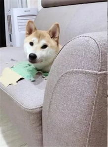 沙发上怎么会长出一颗柴柴头妈妈目睹真相后超傻眼