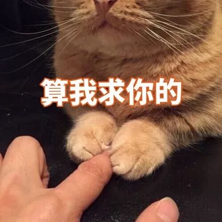 喵喵表情包