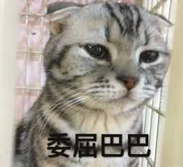 最近很火的表情包猫皱眉