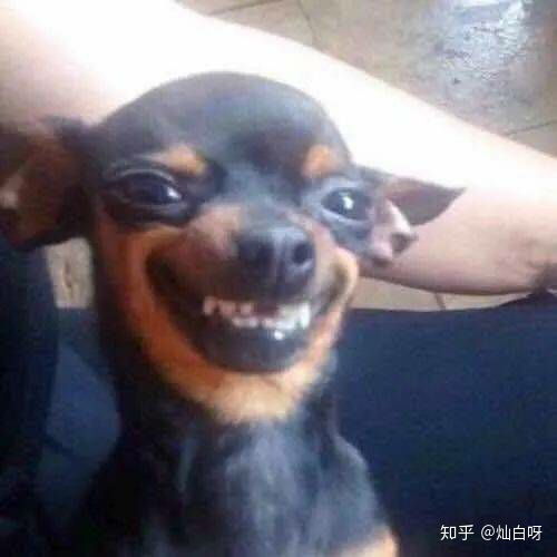为什么流泪的表情包大都选的吉娃娃