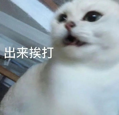 群聊斗图表情包跑路