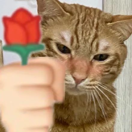 蕉太狼猫猫警察系列表情包