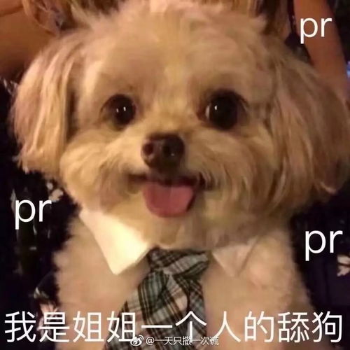 哈喽表情包图片小狗