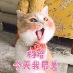 萌猫有趣表情包,我带着可爱和萌萌哒,日常打卡来了