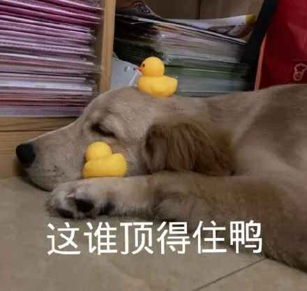 潮图表情包我一只狗的时候孤独啊,好想出去玩