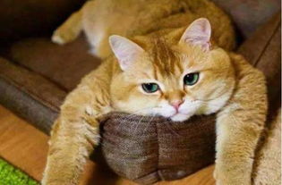表情包分类名字橘猫