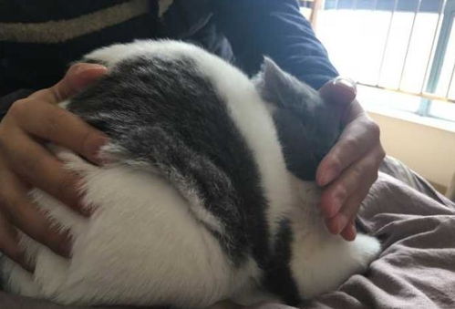 女子收养了一只小奶猫,喂养半年后画风突变,闺蜜一看瞬间笑喷