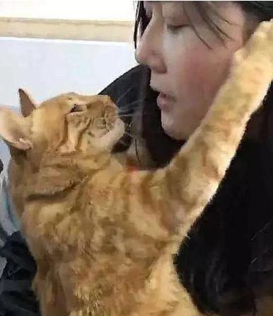 这只橘猫已经成精了主人在洗水果,橘猫抱着女友玩亲亲