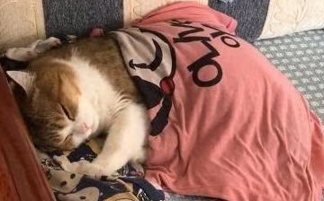 幸福的大猫咪,盖着被子睡懒觉,可爱表情萌翻了