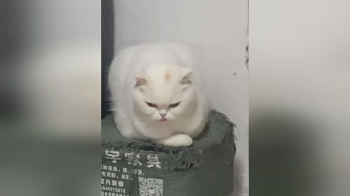 一般表情包大小是多大猫咪