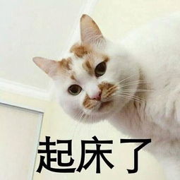 睡醒了吗表情包猫咪