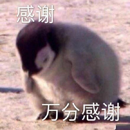 有没有一些表示感谢而又沙雕的表情包