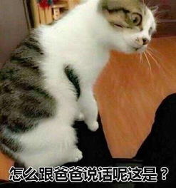 饮茶表情包段子