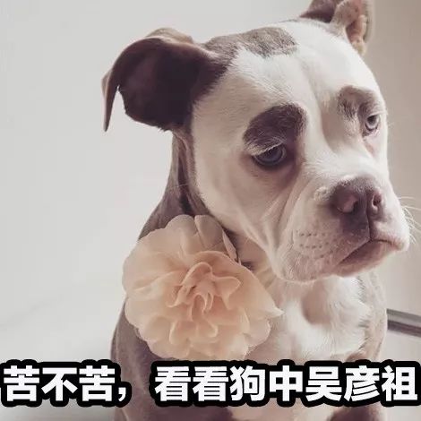 正能量什么的都算了吧,这只狗每天都很丧