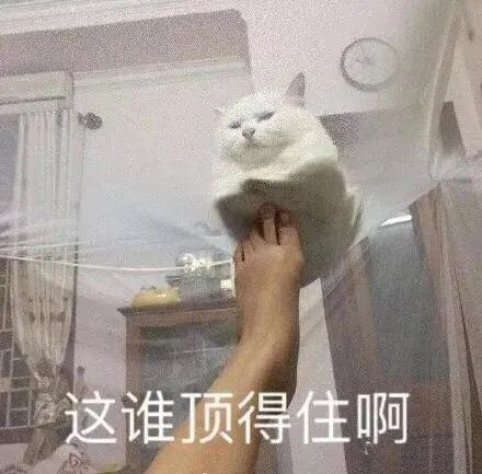 猫偷看你洗澡是担心你淹死科学家别自作多情文末千万别错过