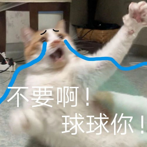 头像表情包丨小猫咪能有什么坏心思呢