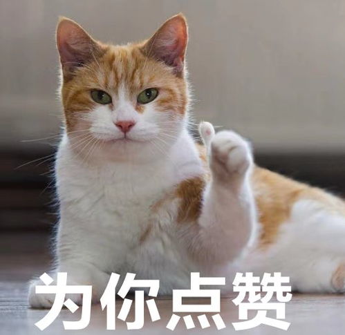 爆笑丨当初爸妈发誓养宠物就不要你,没想到他们真的说到做到