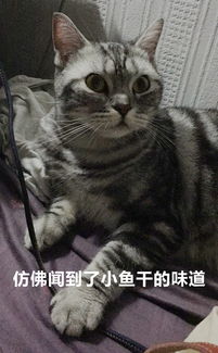 云吸猫七初的表情包和表情包还有表情包