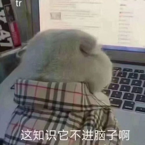 微信麻将一缺三表情包头像