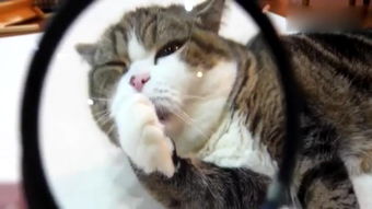 胖猫