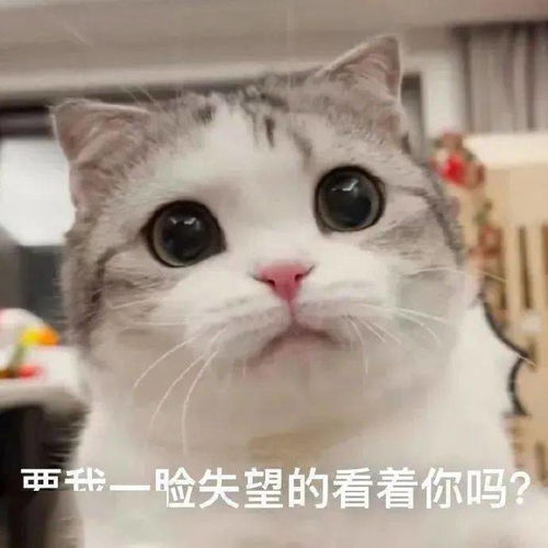 可爱仙女表情包亲亲这边建议你中意我一下