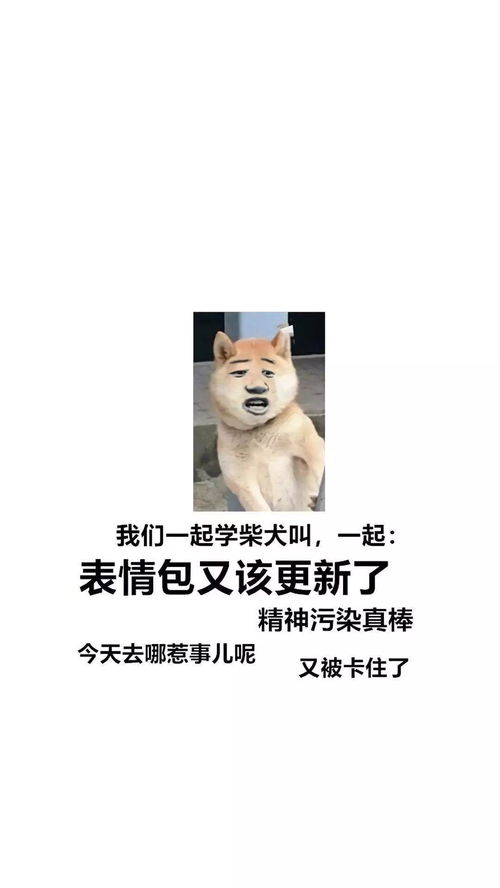 污的表情包聊天柴犬