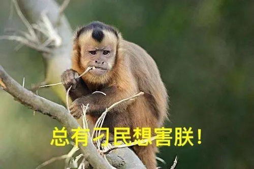 小城家动物奇才多,我来给你说一说