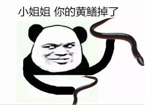 新一代网红大pk皮皮虾跟大黄鳝究竟谁能稳坐网红宝座登上动物生巅峰金馆长表情每日推送,妈蛋表情网