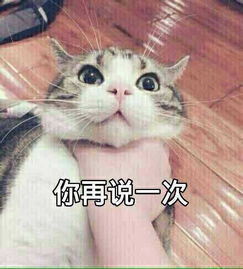 最近很火的表情包猫捂脸