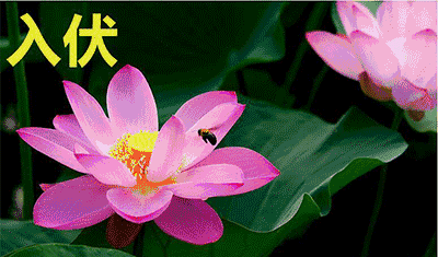 入伏创意唯美早上好问候祝福动态表情图片暖心的三伏天早安问候祝福语精选