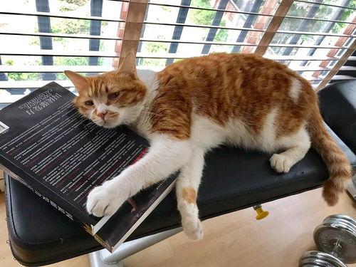 猫咪除了猫窝,喜欢睡在这10个地方,你家猫咪喜欢睡在哪里
