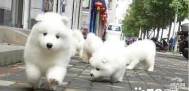 白魔法血系的萨摩耶幼犬自家大狗生的证书齐全