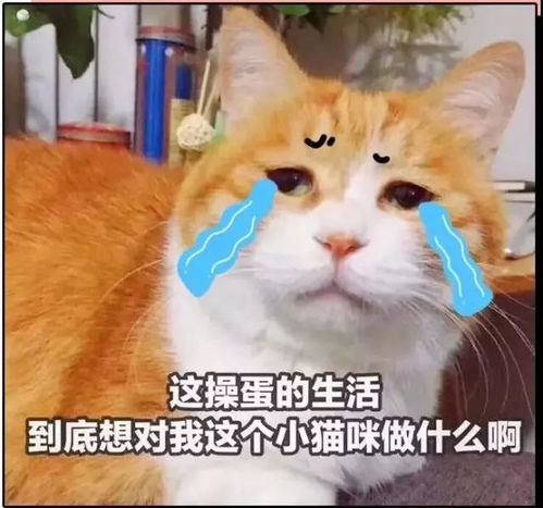 2018上半年的我,十分形象,哈哈哈哈哈哈哈
