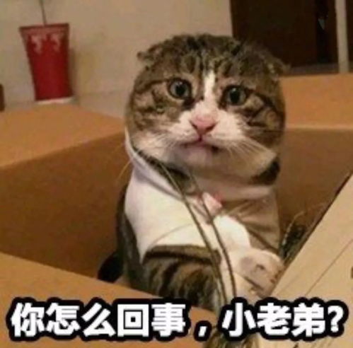 气象最高16.4今天河北的气温不寻常