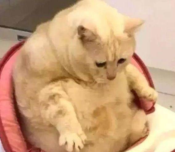 橘猫偷偷坐宝宝的童车,爪子都卡住了,一脸惆怅喵又胖了