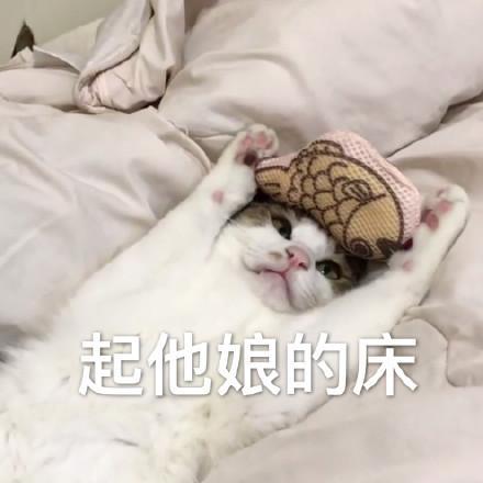 猫咪表情包拜托拜托了我可以盘你吗