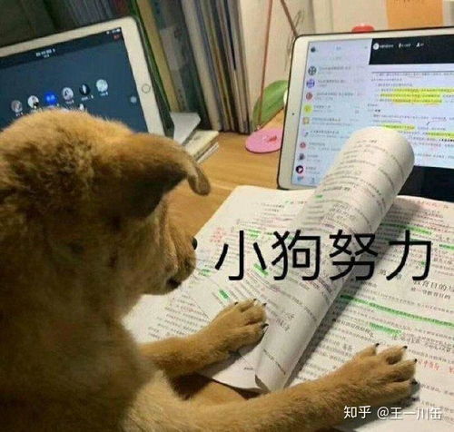 女孩子经常发表情包会让人讨厌嘛