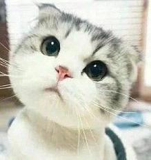 在外面有猫了表情包高清无水印你是不是在外面有猫了表情包v1.0最新版腾牛下载